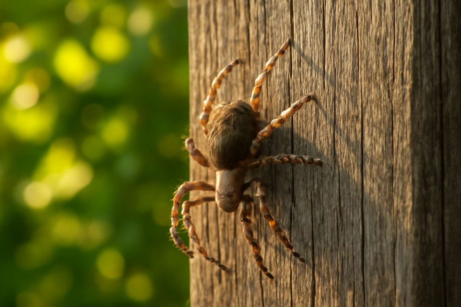 generated_image_69ed5a34d8cd9.jpg can spiders climb fences